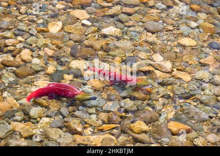 Spawning Sockeye Salmon Pair Up. I salmoni Sockeye maschili e femminili si accoppiano sui letti delle uova nel fiume Adams, British Columbia, Canada. Foto Stock