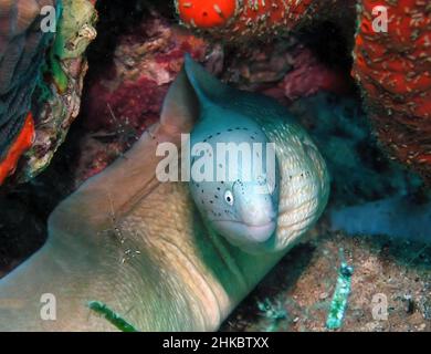 Un Moray Eel geometrico (Gymnothorax griseus) nel Mar Rosso, Egitto Foto Stock