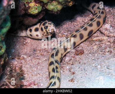 Un Eel serpente macinato (Ophichthus ophis) nel Mar Rosso, Egitto Foto Stock