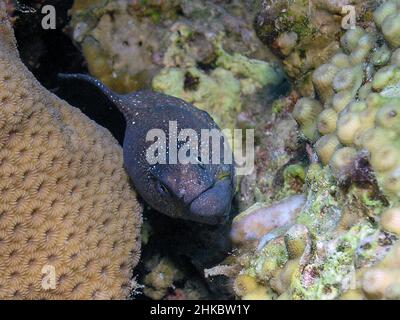Yellowmouth Moray (Gymnothorax nudivomer) nel Mar Rosso Foto Stock
