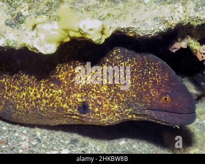 Un Moray dal bordo giallo (Gymnothorax flavimarginatus) nel Mar Rosso, Egitto Foto Stock