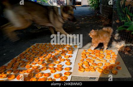 Un gattino morbido rosso e un cane stanno giocando vicino alle albicocche che asciugano Foto Stock