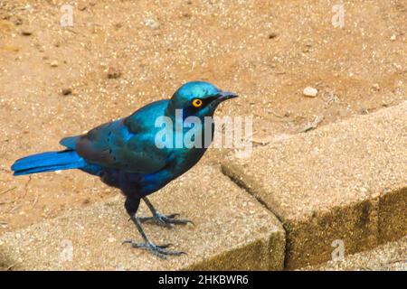 Un capo iridescente blu glossy Starling, Lamprotornis nitens, chiedendo cibo in una delle aree pic-nic nel Parco Nazionale Kruger, Sud Africa Foto Stock