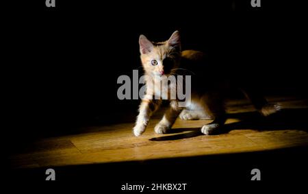 Un gattino rosso morbido, che gioca in contrasto luce solare Foto Stock