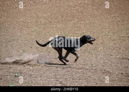 Catahoula leopardo cane correre a sinistra a destra in Missouri, Stati Uniti. Foto Stock