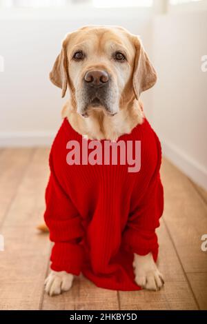 Adorabile cane da fawn Labrador in un maglione rosso. Animale, animali domestici Foto Stock