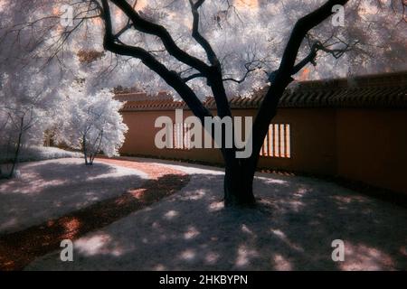 immagine infrarossa - giardino cinese tre amici d'inverno - città di zurigo - svizzera Foto Stock