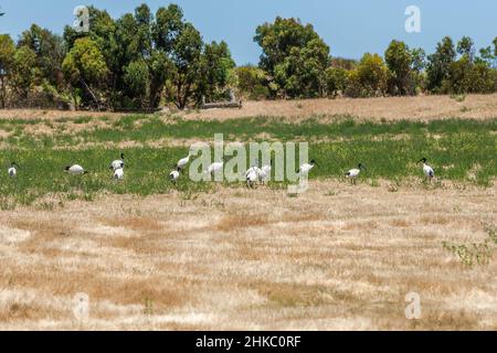 Gruppo di stambecchi bianchi australiani, Threskiornis moluccus, foraging in terreno naturalmente accidentato e bagnato vicino alla città di Kinston in Australia Meridionale. Foto Stock