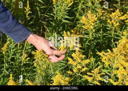 Donna mano raccolta fiori Foto Stock