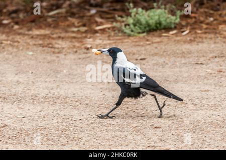 Primo piano di una Magpie, Gymnorhina tibicen, camminando su una superficie di pietra non asfaltata con un pezzo di pane bianco in becco Foto Stock