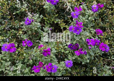 Un gruppo di fiori viola di Aubretia, Aubrieta cultorum, Purple Cascade fiorito all'inizio dell'estate Foto Stock