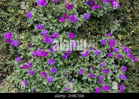 Un grumo di fiori viola di Aubretia, Aubrieta cultorum, Cascade viola che cresce in un giardino di roccia all'inizio dell'estate Foto Stock