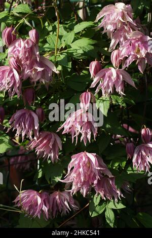 Doppia Atragene (clematis) varietà Purple Dream fiorisce nel giardino. Bella estate fiori in un giardino verticale giardinaggio. Foto Stock