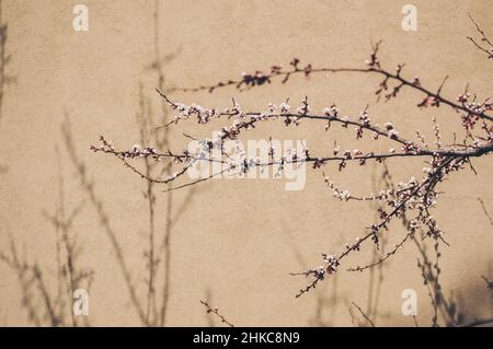 Fioritura di lunghi rami di albicocca e ombre alla luce del sole contro il muro Foto Stock