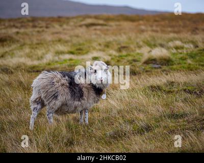 Pecore Faroe su Isole Faroe. Si tratta di un territorio autonomo all'interno del Regno di Danimarca. Europa. Foto Stock