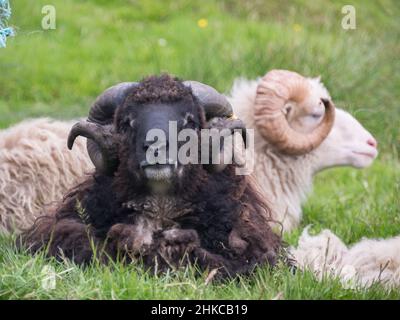 Le pecore bianche e nere faroesi con le belle corna avvolte masticano l'erba in un prato in estate. Isola di Streymoy sulle Isole Faroe. Regno di Danimarca. Foto Stock