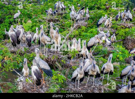 Cicogne asiatiche openbill con i loro pulcini in nido Foto Stock