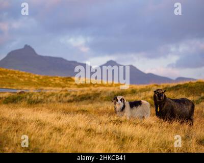 Pecore Faroe su Isole Faroe. Si tratta di un territorio autonomo all'interno del Regno di Danimarca. Europa. Foto Stock