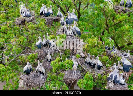 Cicogne asiatiche openbill con i loro pulcini in nido Foto Stock