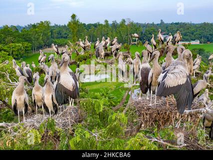 Cicogne asiatiche openbill con i loro pulcini in nido Foto Stock