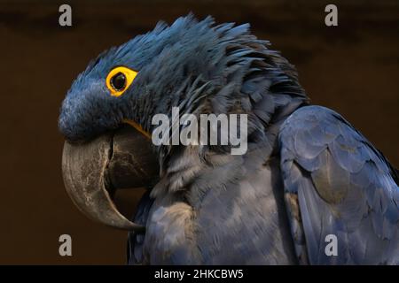 Un macaw di Hyacinth (Anodorhynchus hyacinthinus), o macaw di hyacinthine, un pappagallo originario del Sudamerica centrale ed orientale. Foto Stock