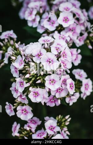 Giardino rosa phlox fiori primo piano, Phlox paniculata fiore Foto Stock