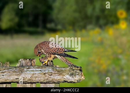 Gheppio comune / gheppio europeo (Falco tinnunculus) femmina arroccato su vecchio recinto di legno intemperato alimentazione su preda di topo catturato Foto Stock