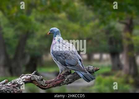 Piccione di legno comune (Columba Palumbus) arroccato sul ramo nella foresta Foto Stock