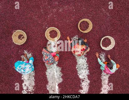 Squadre di donne lavorano sotto il sole splazing che smistano migliaia di frutta del jujube dopo un raccolto del paraurti. Foto Stock