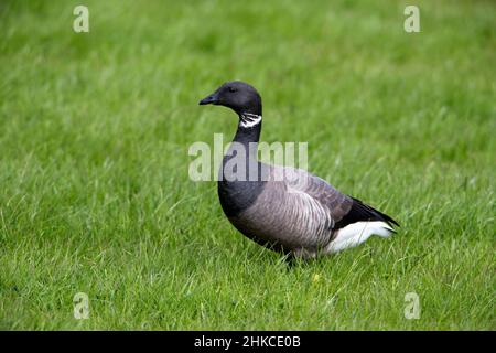 Brent Goose (Branta bernicla) sul prato, Isola di Texel, Olanda, Europa Foto Stock