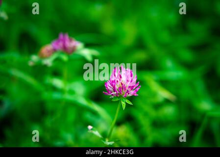 Trifolium pratense Foto Stock