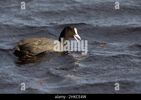 Coot Eurasiano (Fulica atra) che si nutrono sul lago, Isola di Texel, Olanda, Europa Foto Stock