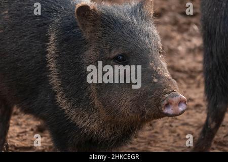 Un pecario colarato (Dicotyles tajacu) della famiglia Tayassuidae trovato in Nord, Centro e Sud America. Foto Stock