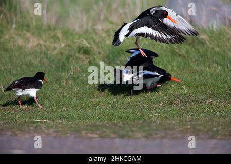 Oystercatcher (Haematopus ostralegus) coppia inseguimento rivale, Isola di Texel, Olanda, Europa Foto Stock