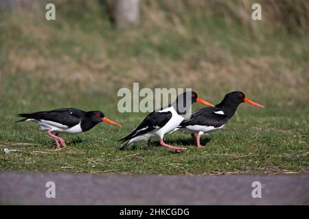 Oystercatcher (Haematopus ostralegus) coppia inseguimento rivale, Isola di Texel, Olanda, Europa Foto Stock