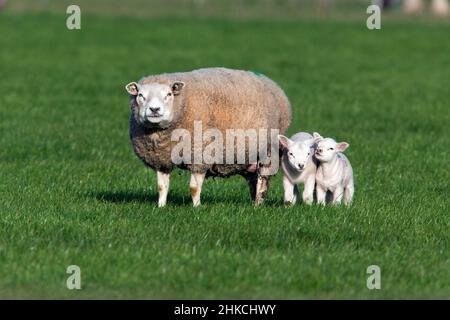 Pecora di Texel con agnelli gemelli sul prato, Isola di Texel, Olanda, Europa Foto Stock