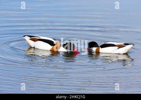 Shelduck (Tadorna tadorna) due che si nutrono in laguna di acqua salata, Isola di Texel, Olanda, Europa Foto Stock