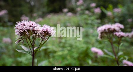 Blütenpflanze im bewachsenen Wald Foto Stock