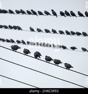 Starlings su cavi telefonici, County Antrim. Foto Stock