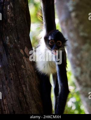 Primo piano ritratto di una scimmia Spider (Ateles geoffroyi) appesa al volto comico di fare alberi nel Lago de Atitlan, Guatemala. Foto Stock