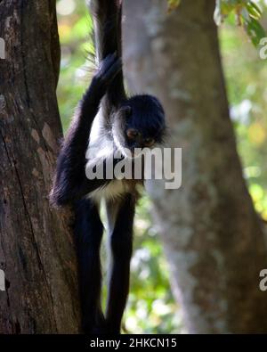 Primo piano ritratto di una scimmia Spider (Ateles geoffroyi) appesa al volto comico di fare alberi nel Lago de Atitlan, Guatemala. Foto Stock