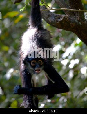 Primo piano ritratto di una scimmia Spider (Ateles geoffroyi) appesa al volto comico di fare alberi nel Lago de Atitlan, Guatemala. Foto Stock