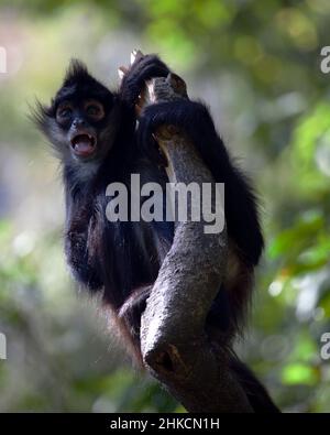 Primo piano ritratto di una scimmia Spider (Ateles geoffroyi) appesa al volto comico di fare alberi nel Lago de Atitlan, Guatemala. Foto Stock