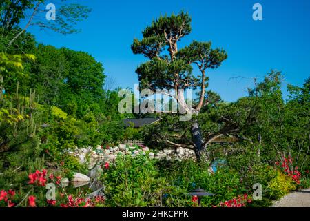 Albero sempreverde di forma splendida in un giardino giapponese Foto Stock