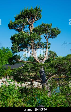 Albero sempreverde di forma splendida in un giardino giapponese Foto Stock