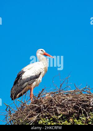 Primo piano della cicogna bianca, Ciconia ciconia, sul suo nido contro il cielo blu Foto Stock