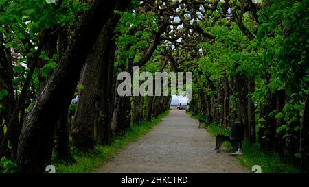 Camminando sotto un tunnel come gli alberi verdi durante l'estate... Foto Stock