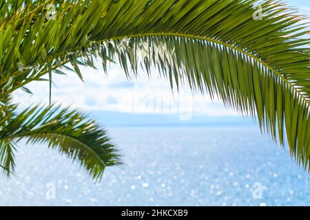 Lush branch of palm tree with green leaves hangs against shimmering sea water on tropical island on summer day close view Foto Stock