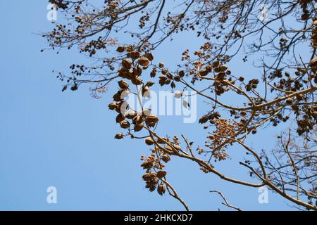 Il ramo della paulownia tomentosa si avvicina con la frutta Foto Stock