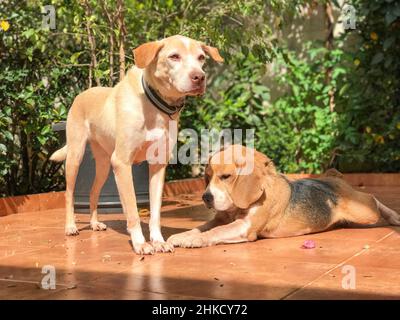 Labrador e cuccioli di beagle nel giardino soleggiato e verde. Cani che giocano nel cortile. Foto Stock